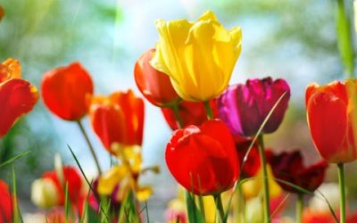 Springtime