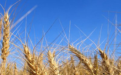 The Gluten Free Diet Trend