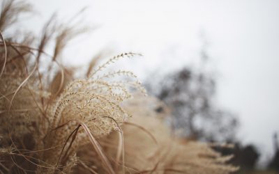 The Goldilocks Question